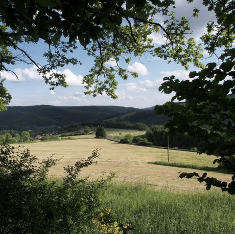 Uitzicht vanuit een bos op een brede weide, omlijst door groene bladeren. Op de achtergrond zijn heuvels en een blauwe lucht met wolken te zien., © Touristik GmbH Gerolsteiner Land Uitzicht vanuit een bos op een brede weide, omlijst door groene bladeren. Op de achtergrond zijn heuvels en een blauwe lucht met wolken te zien., © Touristik GmbH Gerolsteiner Land