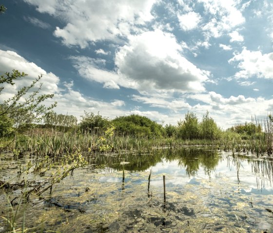 Sangweiher vijver op de Muße Trail Vulcano Trail, © Eifel Tourismus GmbH, D. Ketz Sangweiher vijver op de Muße Trail Vulcano Trail, © Eifel Tourismus GmbH, D. Ketz
