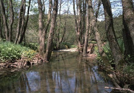 A quiet stream flows through a forest with tall trees and green undergrowth. The sun shines through the leaves., © Touristik GmbH Gerolsteiner Land A quiet stream flows through a forest with tall trees and green undergrowth. The sun shines through the leaves., © Touristik GmbH Gerolsteiner Land