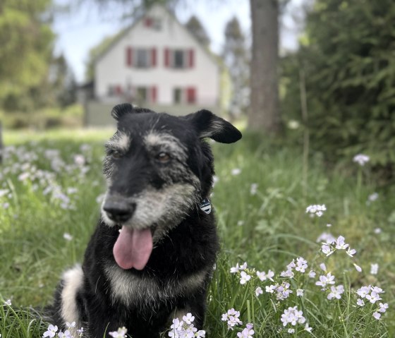 Ellie Ellie