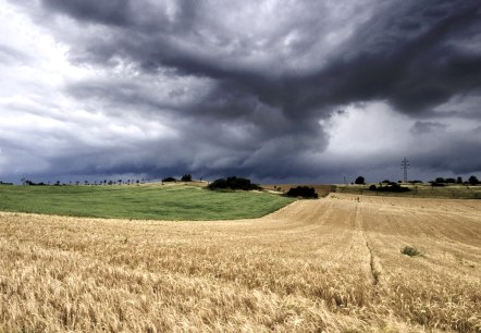Berndorfs Krimiwelt, © Molter Ein weitläufiges Getreidefeld, worüber schwere dunkle Wolken am Himmel hängen.