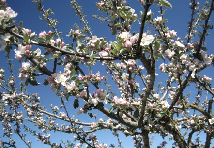 A blossoming fruit tree with pink and white flowers against a clear blue sky., © Touristik GmbH Gerolsteiner Land A blossoming fruit tree with pink and white flowers against a clear blue sky., © Touristik GmbH Gerolsteiner Land