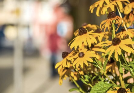 Close-up of flowers in Gerolstein city centre.
, © Thomas Hendele Close-up of yellow flowers and blurred background.