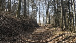 Ein Waldweg im Stadtwald Gerolstein, gesäumt von hohen, kahlen Bäumen unter einem klaren blauen Himmel., © Touristik GmbH Gerolsteiner Land, Leonie Post Ein Waldweg im Stadtwald Gerolstein, gesäumt von hohen, kahlen Bäumen unter einem klaren blauen Himmel., © Touristik GmbH Gerolsteiner Land, Leonie Post