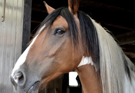 Een paard kijkt uit zijn stal.
, © Pixabay Een bruin paard met een zwart-witte manen kijkt geïnteresseerd uit het raam van de stal.
