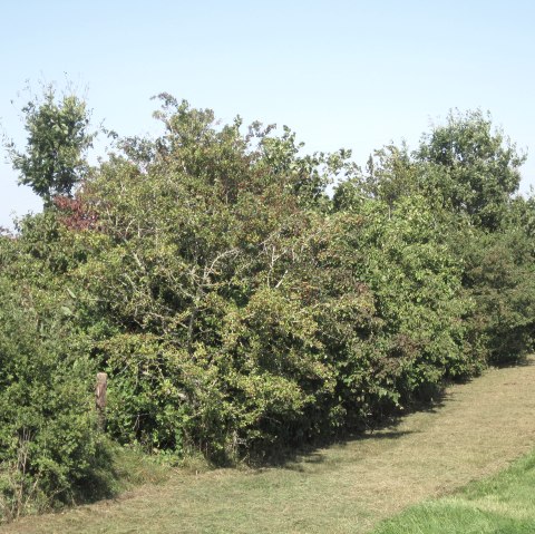 Eifel hedgerow landscape, &copy; Touristik GmbH Gerolsteiner Land, Ute Klinkhammer