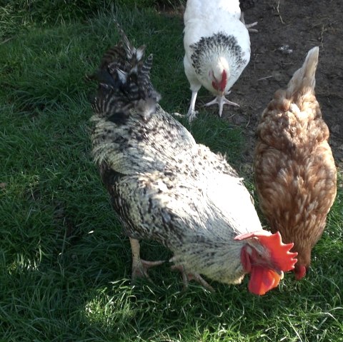 Glückliche Hühner, © Ferienhof an der Lay-Elisabeth Schröder