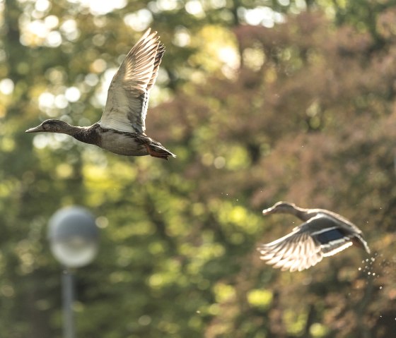 Enten Kurpark, &copy; Eifel Tourismus GmbH, Dominik Ketz