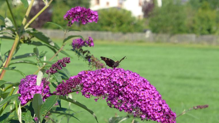 Ein lila Blütenbusch mit einem Schmetterling sitzt darauf. Im Hintergrund ist eine grüne Wiese und einige Gebäude sichtbar.