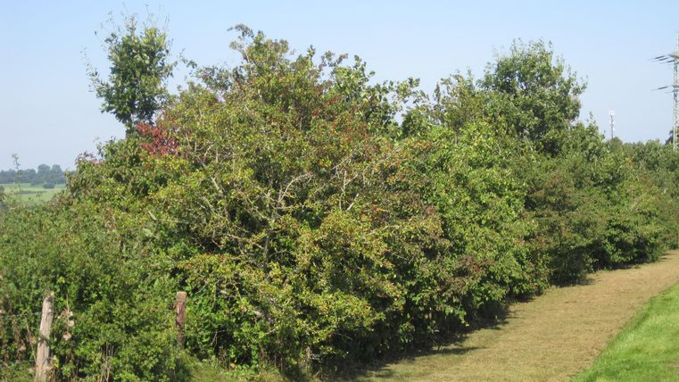 Hier sieht man eine breite,große Heckelanschaft in der Eifel
