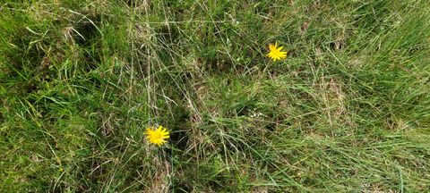 Eine grüne Wiese mit gelben Arnika-Blumen.
