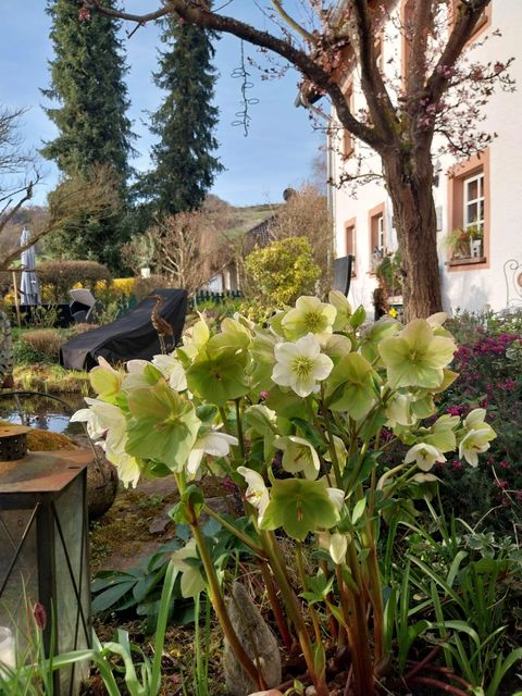 Ein schöner Garten mit blühenden Pflanzen und einem ruhigen Teich. Im Hintergrund ist ein Haus und Bäume zu sehen.