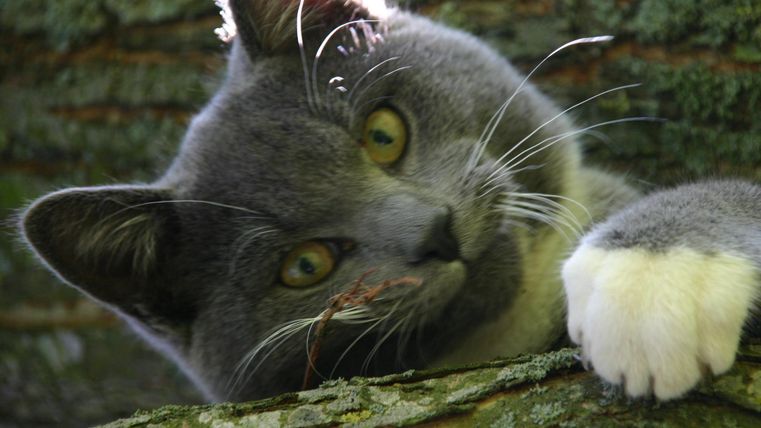 Een grijze kat ligt op een boomstam en kijkt nieuwsgierig in de camera. Haar blik is aandachtig en speels.