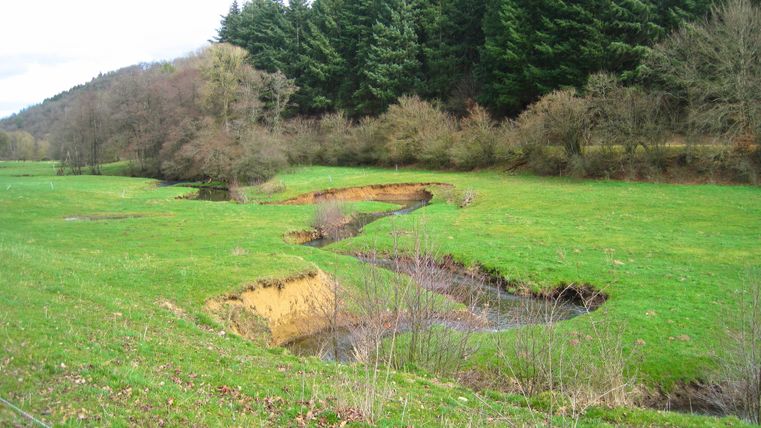 Een klein beekje stroomt door een groene weide, omringd door bomen en bos.