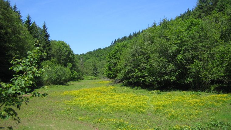 Green meadow with yellow flowers, surrounded by forest in the Salmtal, Eifelsteig.