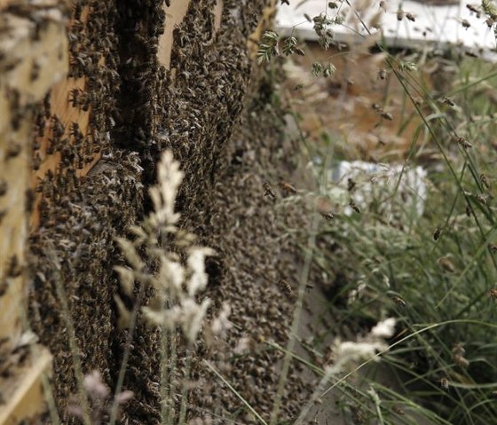 Imkerei K&ouml;rsten Bienen, &copy; K&ouml;rsten