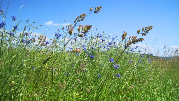 Zomerse weide met blauwe bloemen onder een heldere hemel.