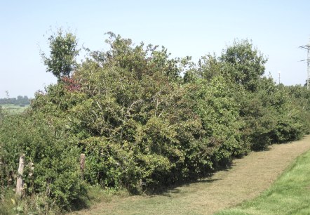 Heckenlandschaft Eifel, &copy; Ute Klinkhammer, Touristik GmbH Gerolsteiner Land