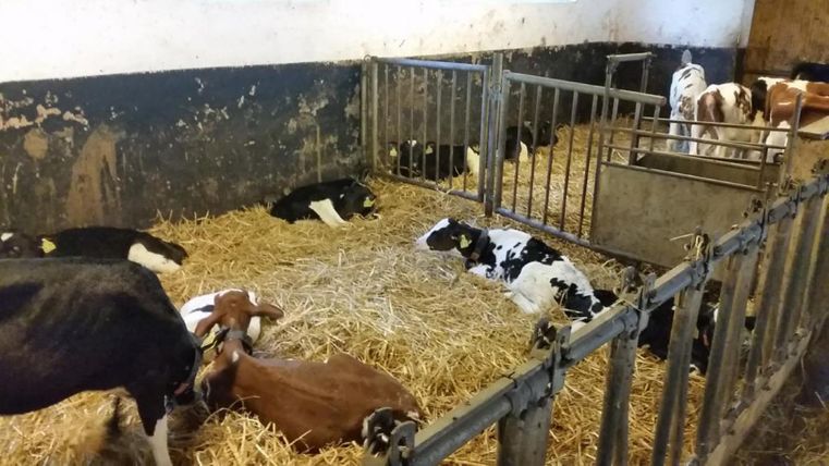 Eine Gruppe von Kälbern liegt gemütlich auf Stroh in einem Stall. Im Hintergrund sind einige weitere Kälber zu sehen.