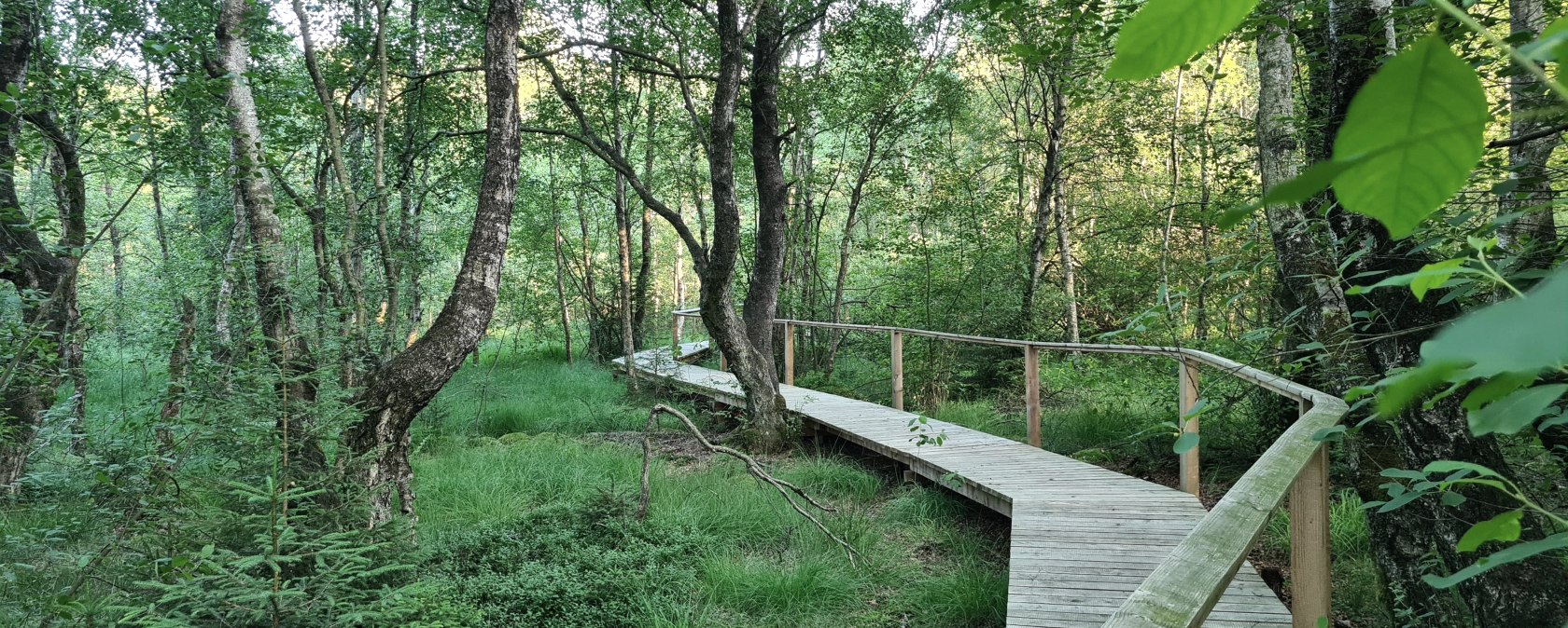 Moorpfadsteg Ormont, &copy; Touristik GmbH Gerolsteiner Land -Leonie Post