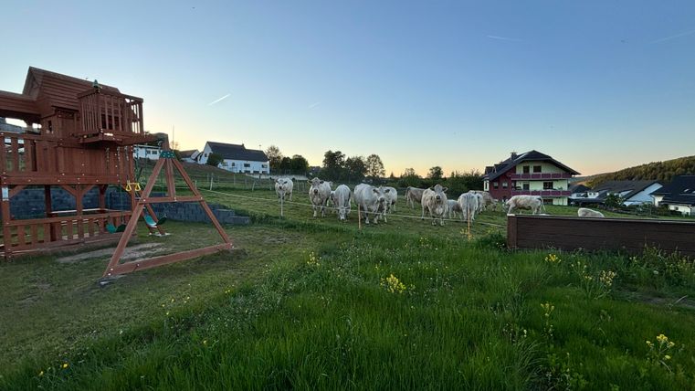 Eine Wiese mit mehreren Kühen, die friedlich grasen. Im Hintergrund sind Bauernhäuser und ein Spielplatz zu sehen.