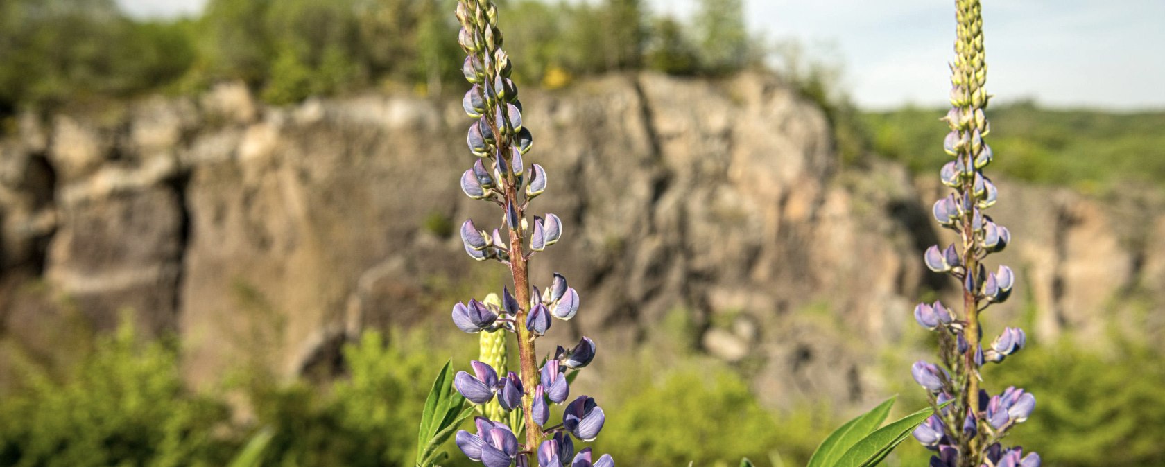 Vulkangarten Steffeln, &copy; Eifel Tourismus GmbH, Dominik Ketz