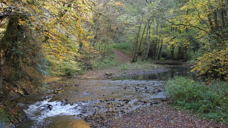 A stream flows through an autumnal forest with colorful foliage.