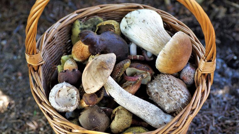La cueillette de champignons du week-end pour les débutants, un panier plein de différentes champignons