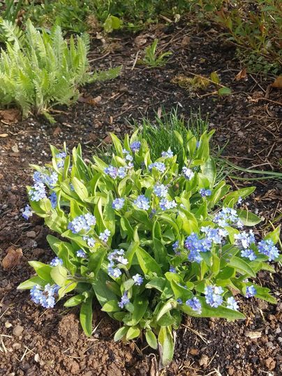 Ein kleiner Haufen mit blauen Blumen wächst im Garten. Daneben sind grüne Pflanzen zu sehen.