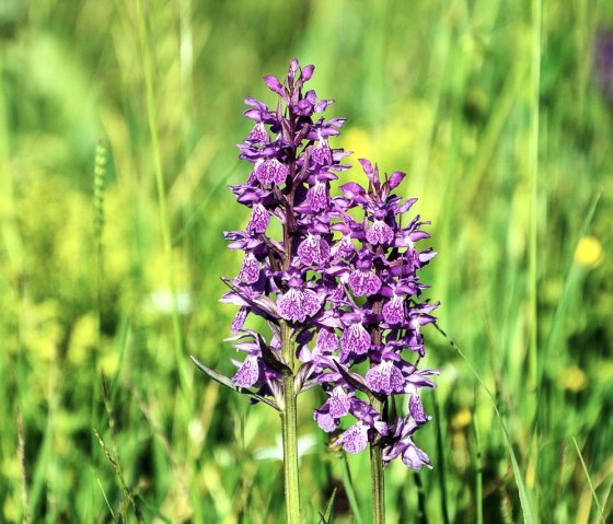 Wilde Orchideen, © Pixabay