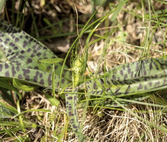 Grüne Blätter mit dunklen Flecken liegen im Gras. Die Blätter sind länglich und weisen ein markantes Muster auf., © Touristik GmbH Gerolsteiner Land