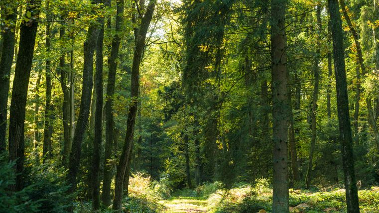 A sunny forest path in Hinterbüsch-Pfad, surrounded by tall trees and green foliage.