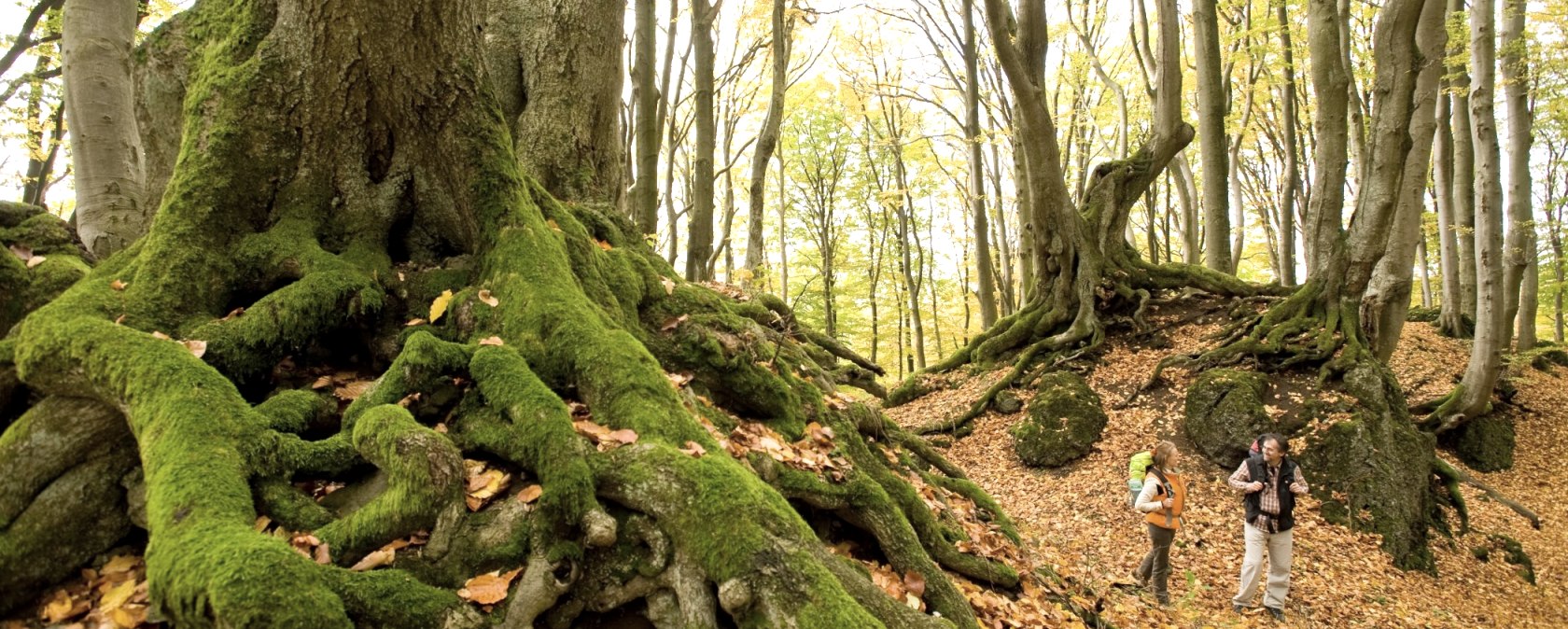 The autumn forest on stage 10 of the Eifelsteig trail, © Rheinland-Pfalz Tourismus/D. Ketz
