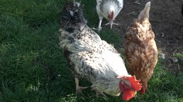 Gl&uuml;ckliche H&uuml;hner, &copy; Ferienhof an der Lay-Elisabeth Schr&ouml;der