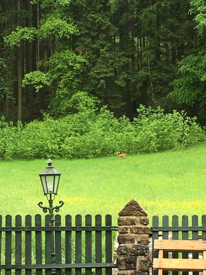 Une prairie calme avec une verdure luxuriante et des arbres en arrière-plan. Une lanterne se trouve près d'une clôture, tandis qu'un petit animal est visible dans l'herbe.
