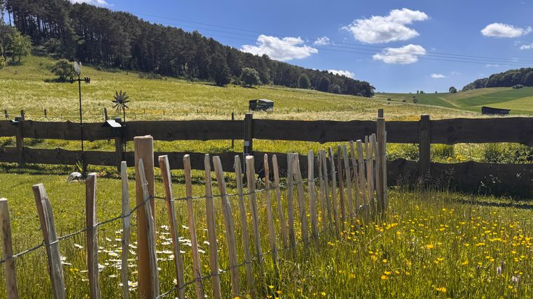 Eine idyllische Wiese mit bunten Blumen und einem Holzzaun. Im Hintergrund sind sanfte Hügel und strahlend blauer Himmel zu sehen.