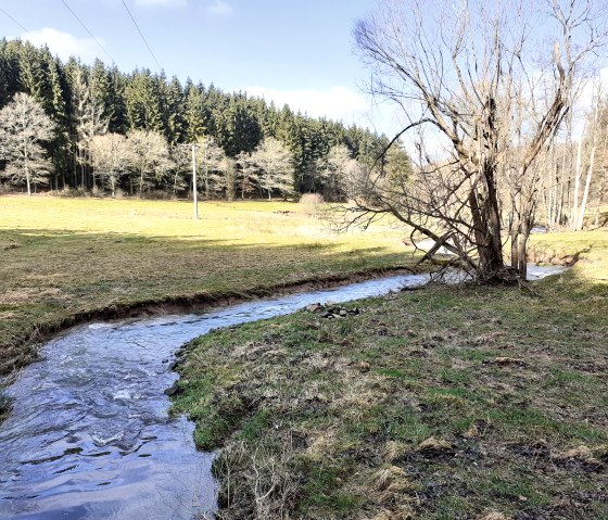 A small stream meanders through a green meadow, surrounded by bare trees and a dense forest in the background., © Touristik GmbH Gerolsteiner Land, Ute Klinkhammer