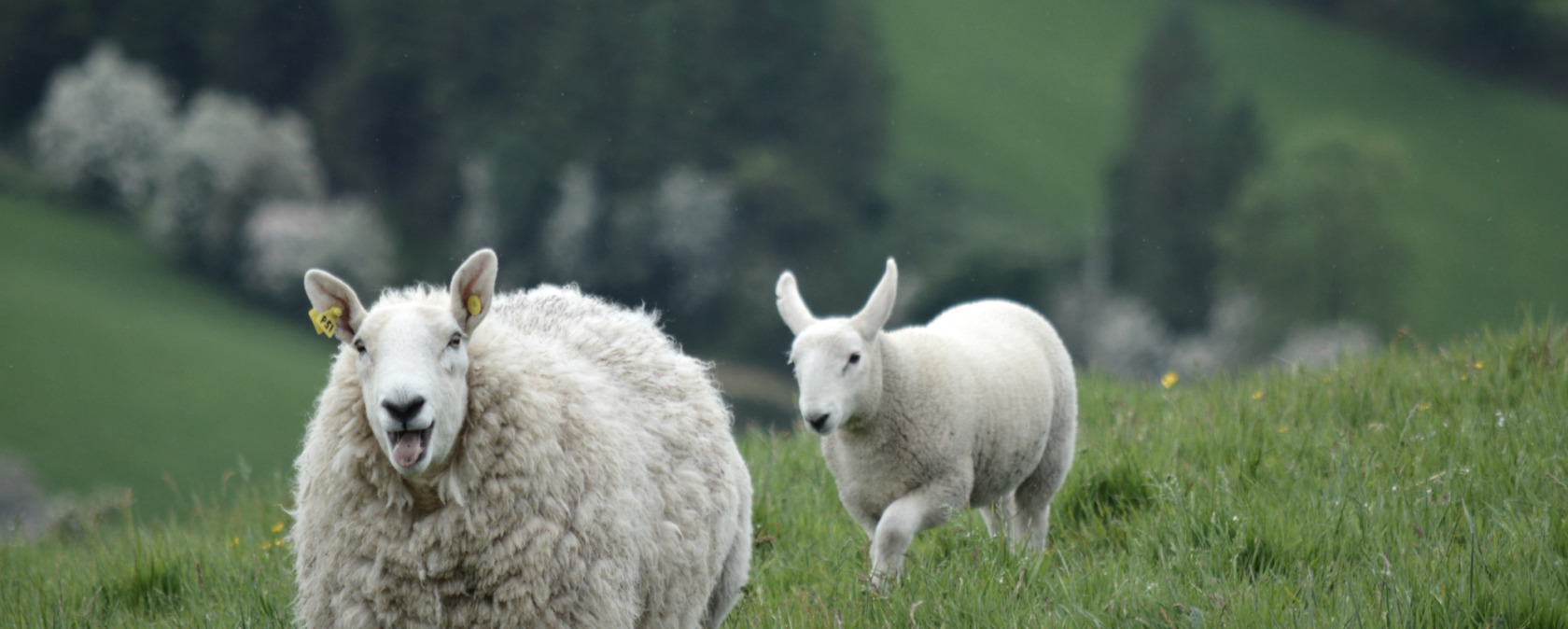 Musterbild Schafe, © Canva