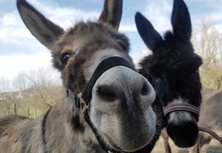 Close-up van twee ezels met een tuig om hun snuit.