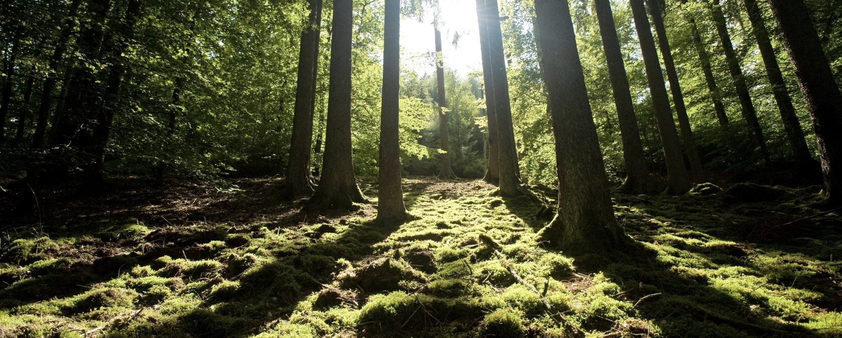 Eifel Landschaft, © Eifel Tourismus GmbH, Dominik Ketz