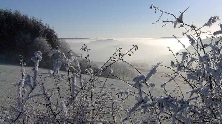Eingeforene Sträucher im Vordergrund und eine verschneite Wald- und Wiesenlandschaft dahinter.