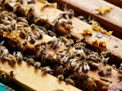Symbolbild- Ein geöffneter Bienenstock von oben. Man sieht vier  Rahmen über die unzählige Bienen krabbeln.