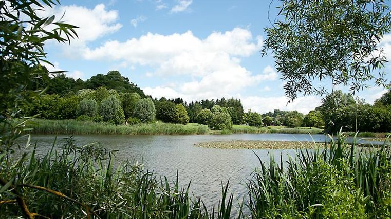Ein ruhiger Teich umgeben von üppigem Grün und Bäumen. Im Hintergrund ist ein blauer Himmel mit wenigen Wolken zu sehen.