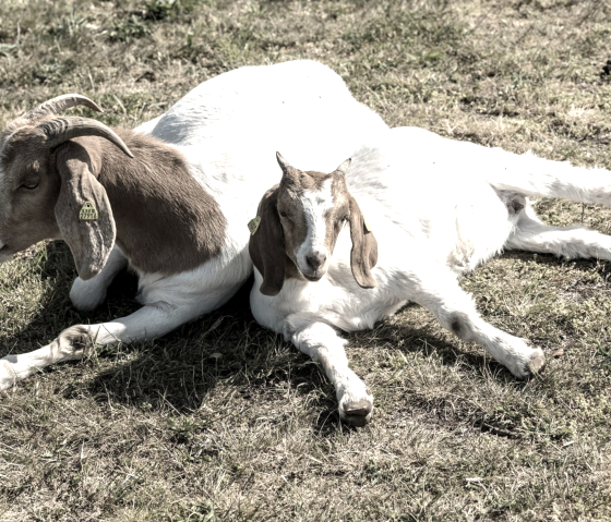 Ziegen Vulkangarten, &copy; Eifel Tourismus GmbH, Dominik Ketz
