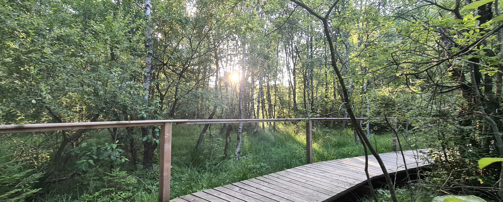 A wooden walkway leads through a green forest while the sun shines through the trees. Lush vegetation surrounds the path., © Touristik GmbH Gerolsteiner Land