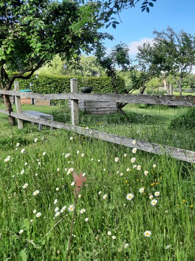 Eine grüne Wiese mit vielen Wildblumen und einem Holzzaun. Im Hintergrund sind Bäume zu sehen und der Himmel ist blau.