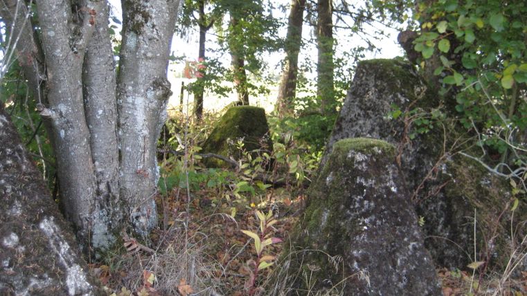 Trees and moss-covered concrete humps in the forest.