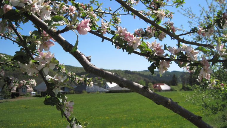 Blühender Ast vor grüner Wiese und Häusern im Hintergrund.