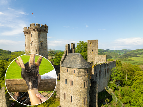 Die Kasselburg in Pelm zwischen Bäumen mit einem kreisrunden Bild einer Ziege, die gefüttert wird, darauf.