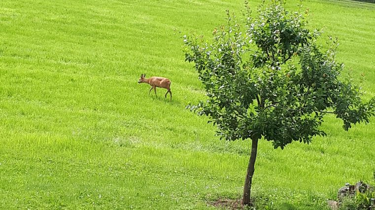 Eine grüne Wiese mit einem einzelnen Reh, das im Gras steht. Im Hintergrund sind Bäume und eine ruhige Landschaft zu sehen.